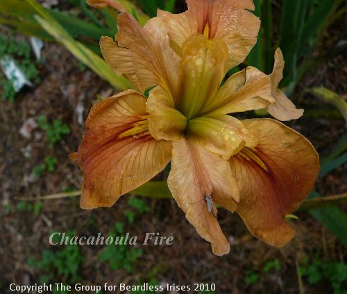 Chacahoula FIre 